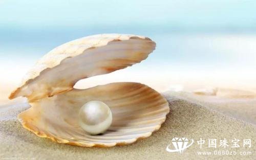 珍珠蚌集中上市 价格上涨超一成
