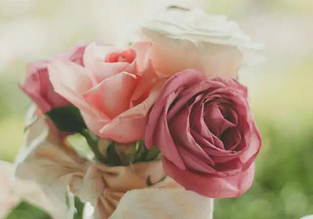 捷夫珠宝：因为爱，是永不凋谢的玫瑰